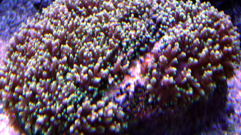 Pflanzen im Aquarium Becken 12156 von Manuel Saßenberg (10)