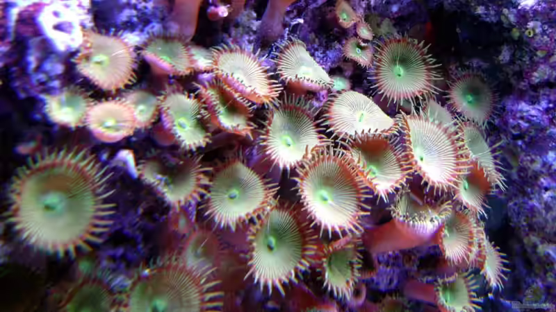 Pflanzen im Aquarium Becken 12156 von Manuel Saßenberg (11)