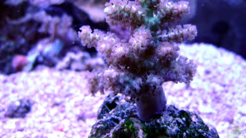 Pflanzen im Aquarium Becken 12156 von Manuel Saßenberg (12)