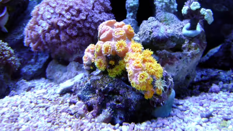 Pflanzen im Aquarium Becken 12156 von Manuel Saßenberg (14)