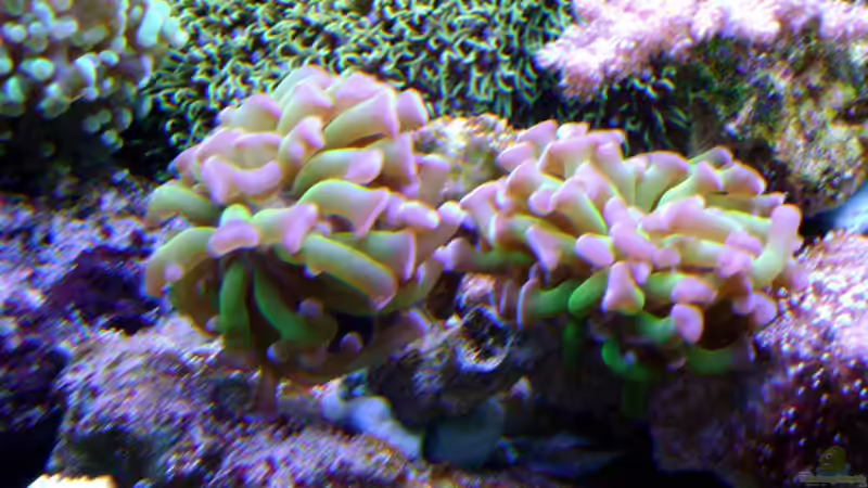 Pflanzen im Aquarium Becken 12156 von Manuel Saßenberg (5)