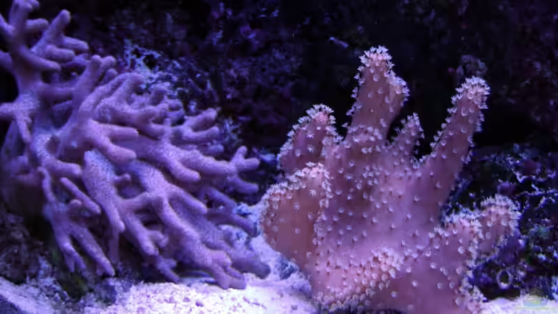 Pflanzen im Aquarium Becken 12156 von Manuel Saßenberg (6)