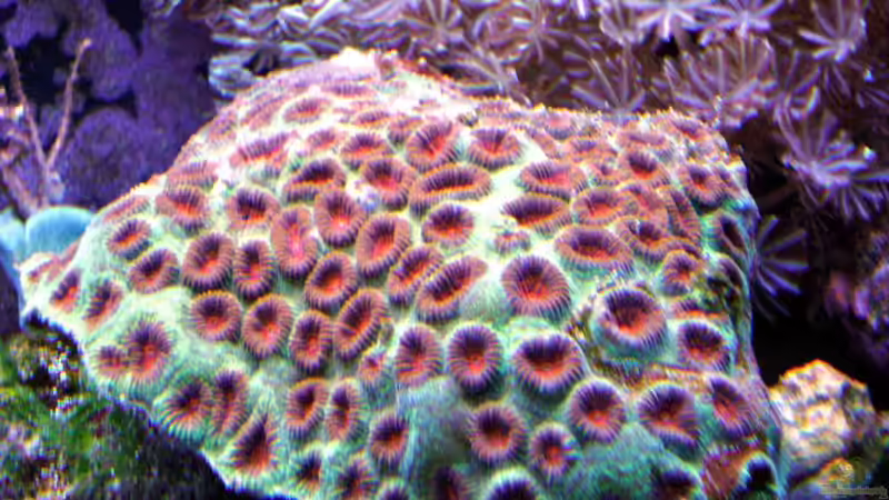 Pflanzen im Aquarium Becken 12156 von Manuel Saßenberg (8)