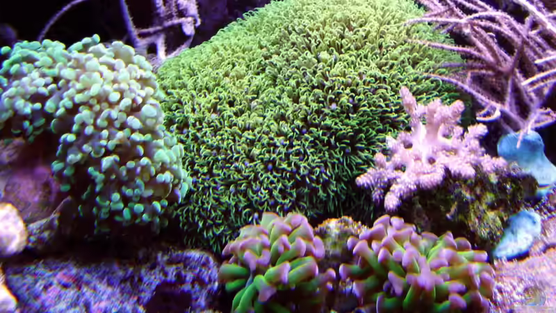 Pflanzen im Aquarium Becken 12156 von Manuel Saßenberg (9)