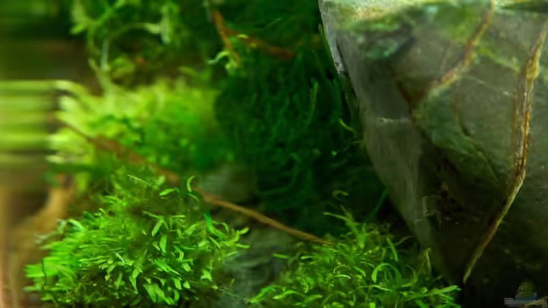 Pflanzen im Aquarium Becken 12268 von Jo The Fish (5)