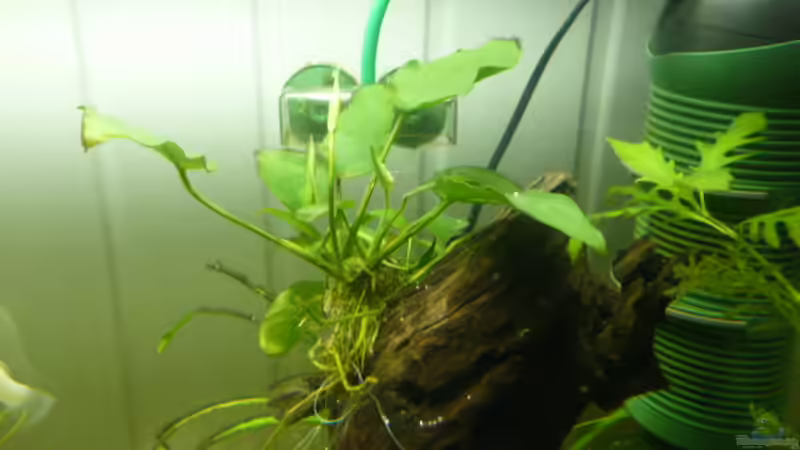 Pflanzen im Aquarium Becken 12272 von Sonja (11)