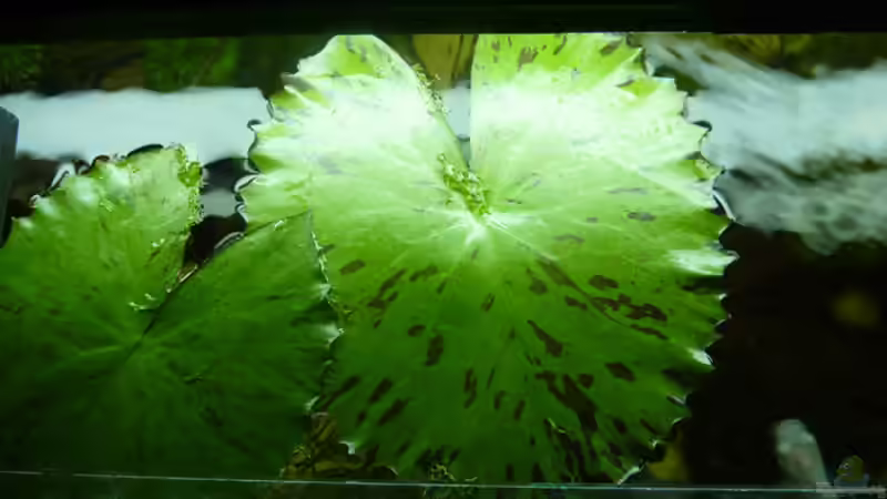 Pflanzen im Aquarium Becken 12272 von Sonja (13)