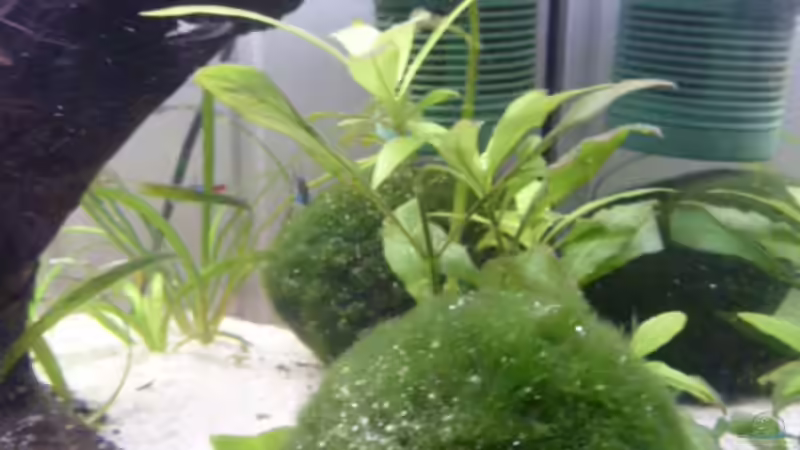 Pflanzen im Aquarium Becken 12272 von Sonja (9)