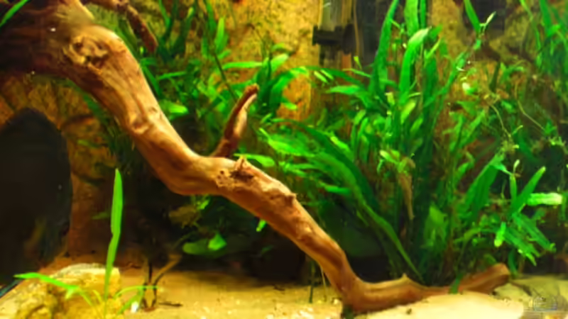 Pflanzen im Aquarium Becken 12280 von Eichi82 (10)