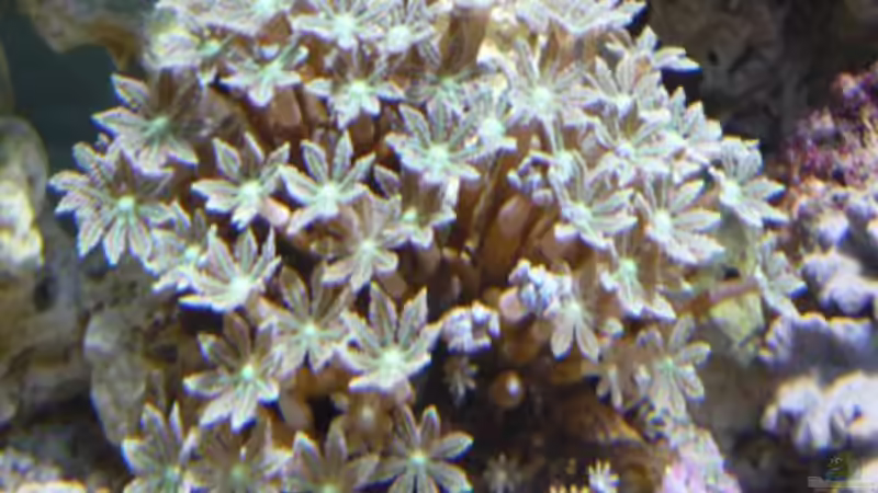 Pflanzen im Aquarium Becken 12314 von jerryjames (3)