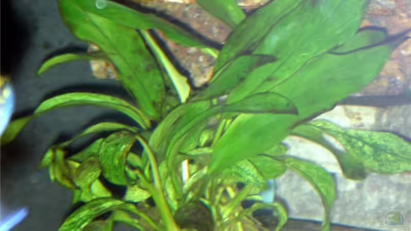 Pflanzen im Aquarium Becken 12344 von nobs1706 (2)