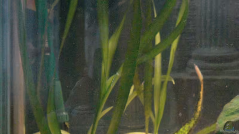 Pflanzen im Aquarium Becken 12363 von blitzer (11)