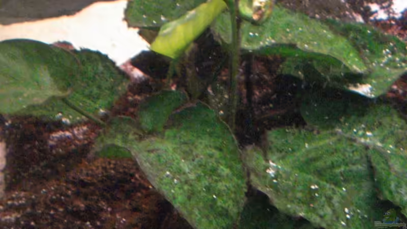 Pflanzen im Aquarium Becken 12363 von blitzer (12)