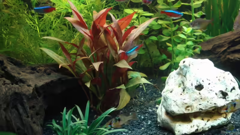 Pflanzen im Aquarium Becken 12414 von Michael Lazarus (5)