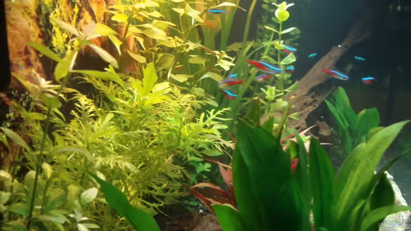 Pflanzen im Aquarium Becken 12414 von Michael Lazarus (6)