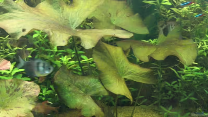 Pflanzen im Aquarium Becken 12421 von Hamberger (11)