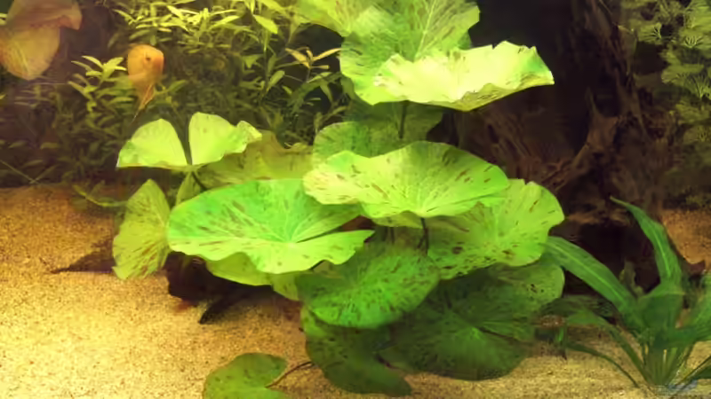 Pflanzen im Aquarium Becken 12421 von Hamberger (12)