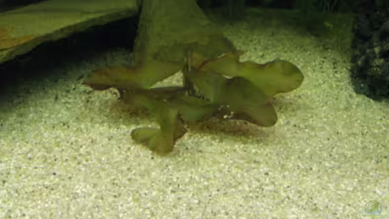Pflanzen im Aquarium Becken 12421 von Hamberger (9)