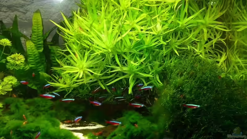 Pflanzen im Aquarium Becken 12427 von Martin Pargmann (5)