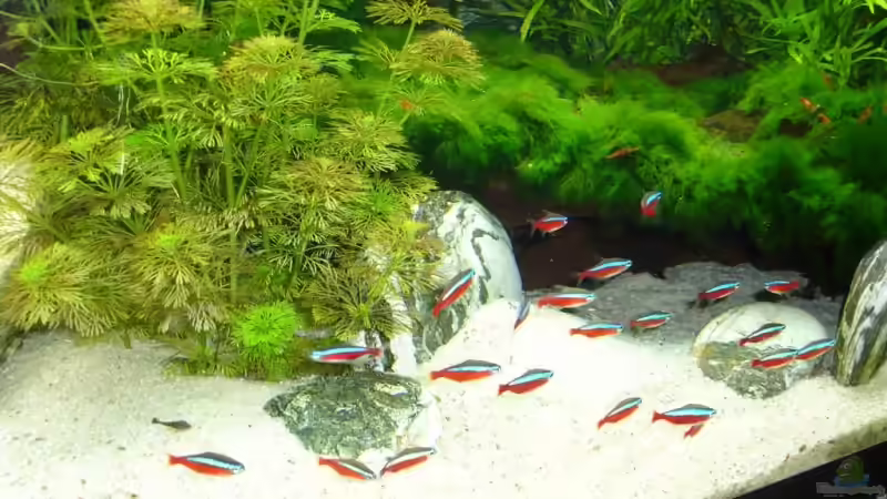 Pflanzen im Aquarium Becken 12427 von Martin Pargmann (9)