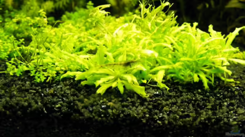 Pflanzen im Aquarium Becken 12433 von urbs (3)