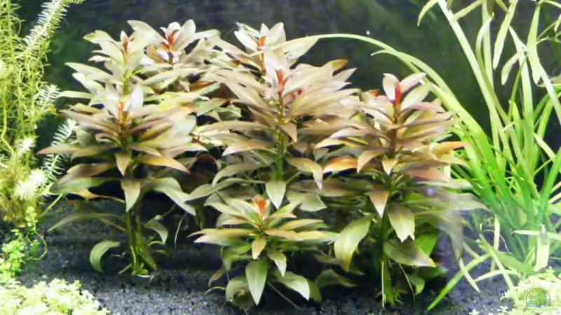 Pflanzen im Aquarium Becken 12433 von urbs (4)