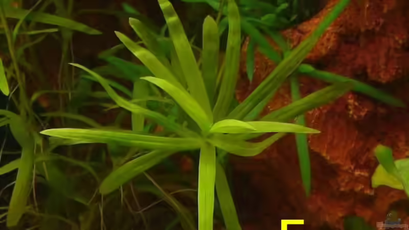 Pflanzen im Aquarium Becken 12454 von Monika und Roman J. (10)