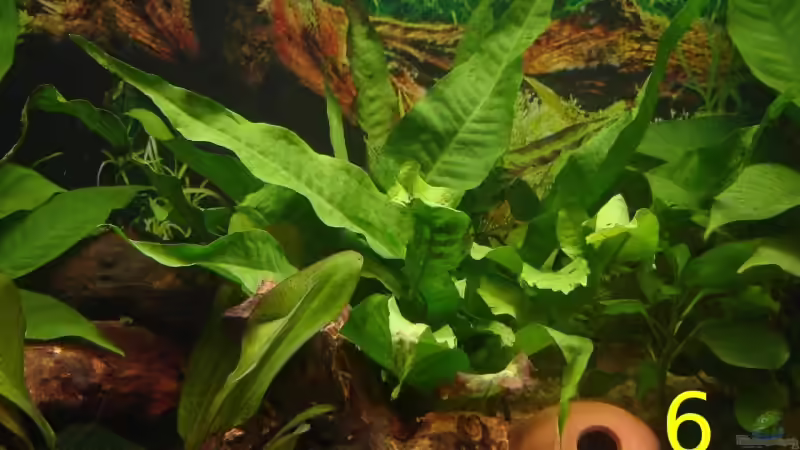 Pflanzen im Aquarium Becken 12454 von Monika und Roman J. (11)