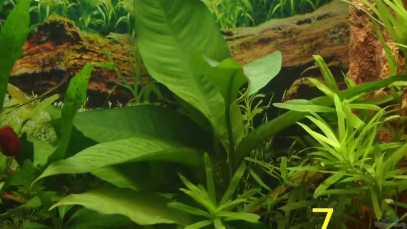 Pflanzen im Aquarium Becken 12454 von Monika und Roman J. (12)