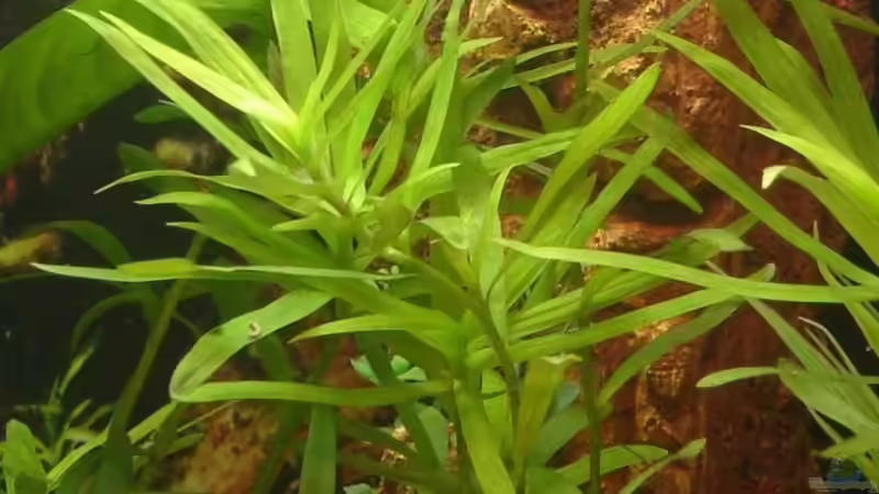 Pflanzen im Aquarium Becken 12454 von Monika und Roman J. (5)