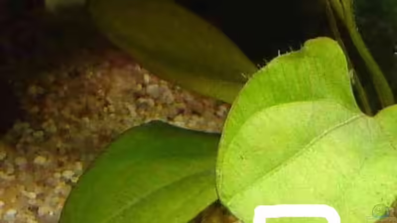 Pflanzen im Aquarium Becken 12454 von Monika und Roman J. (6)