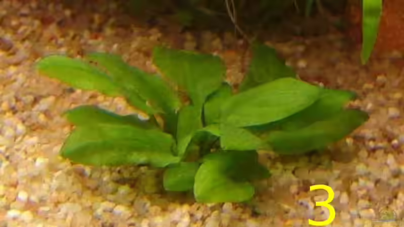 Pflanzen im Aquarium Becken 12454 von Monika und Roman J. (7)