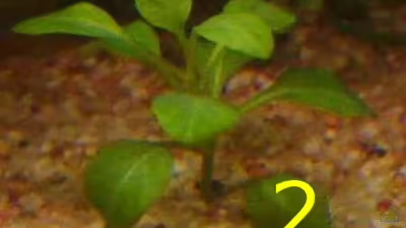 Pflanzen im Aquarium Becken 12454 von Monika und Roman J. (8)