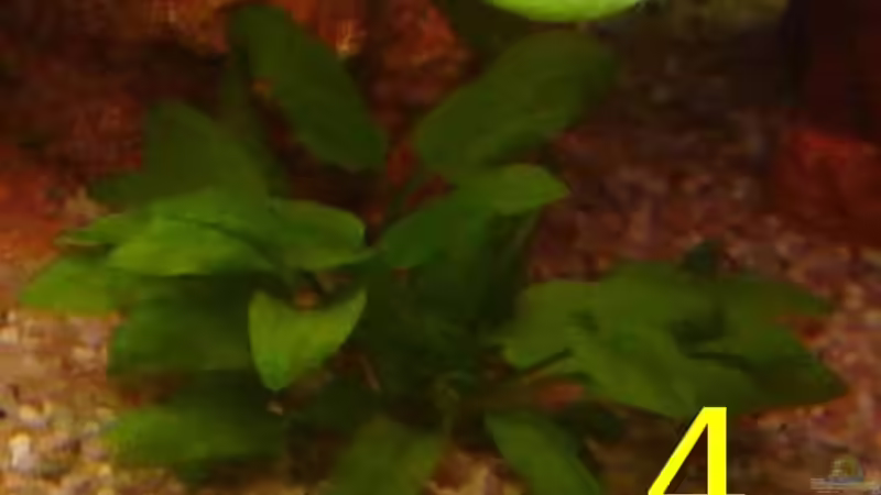 Pflanzen im Aquarium Becken 12454 von Monika und Roman J. (9)