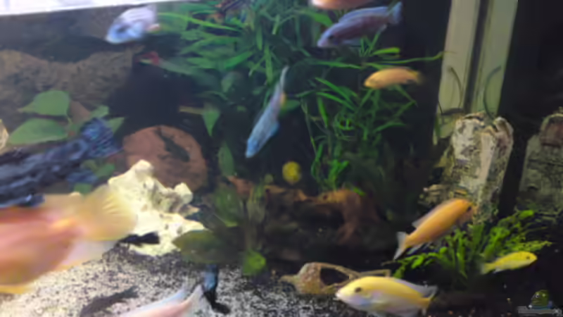 Pflanzen im Aquarium Becken 12455 von Stefan Brengel (3)