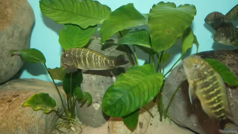 Pflanzen im Aquarium Becken 12518 von Marius L. (6)