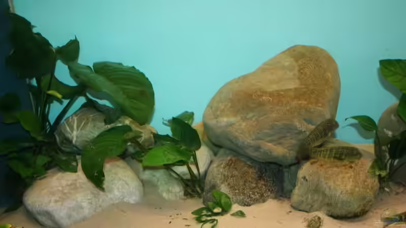 Pflanzen im Aquarium Becken 12518 von Marius L. (7)