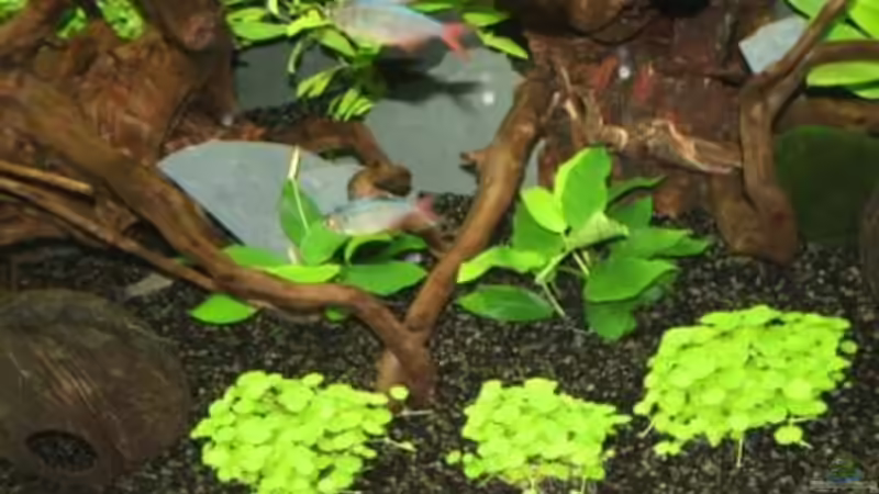 Pflanzen im Aquarium Becken 12555 von Stefanie Engelhardt (11)