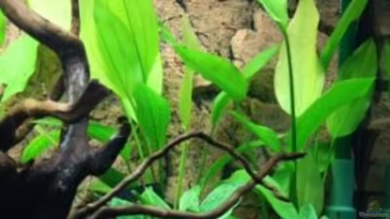Pflanzen im Aquarium Becken 12555 von Stefanie Engelhardt (8)