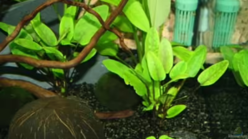 Pflanzen im Aquarium Becken 12555 von Stefanie Engelhardt (9)