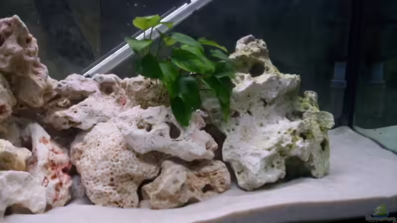 Pflanzen im Aquarium Becken 12587 von Daniel Hermans (9)