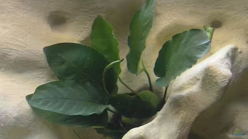 Pflanzen im Aquarium Becken 1261 von Mario Latschein (5)