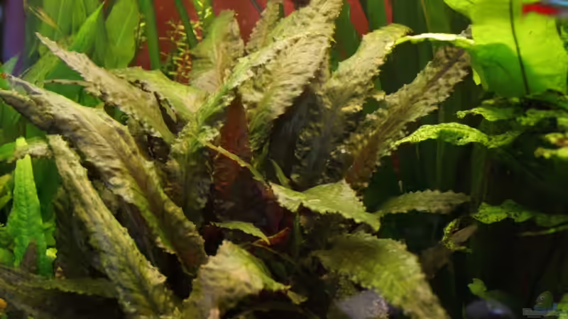 Pflanzen im Aquarium Becken 12635 von Marcel Stübs (5)