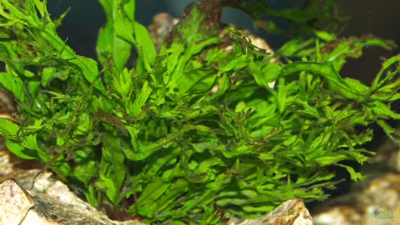 Pflanzen im Aquarium Becken 12695 von Meike_R (16)