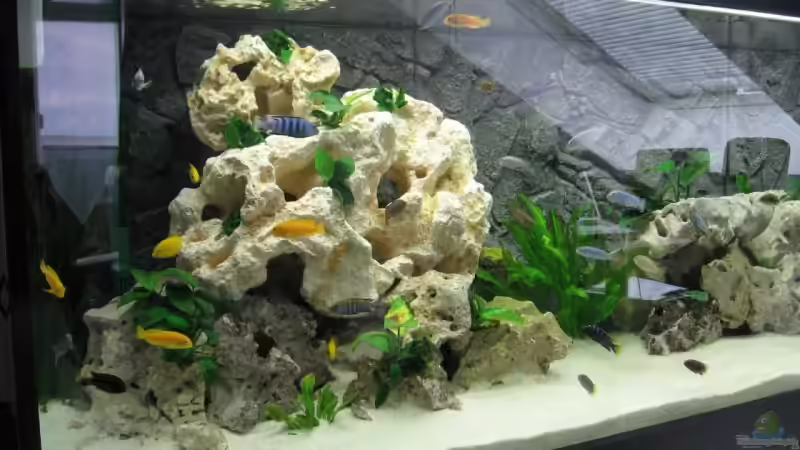 Pflanzen im Aquarium Becken 12713 von Michael Geyer (5)