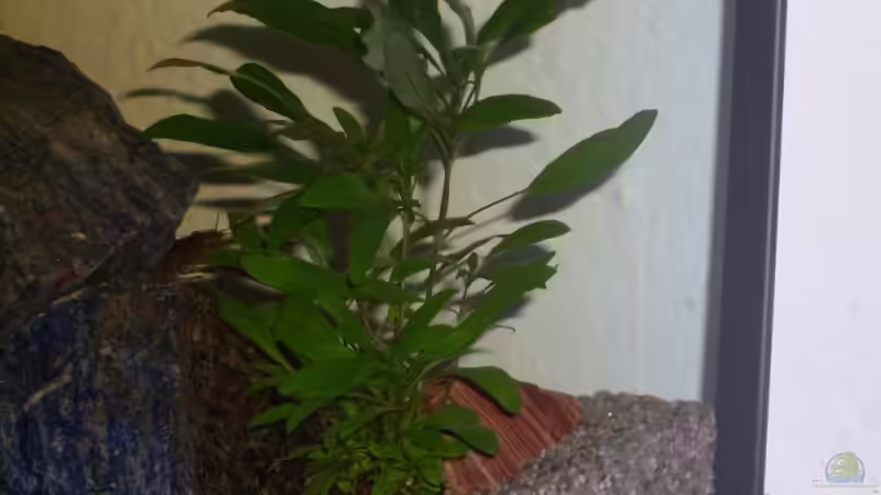 Pflanzen im Aquarium Becken 12720 von MicDunDee (5)