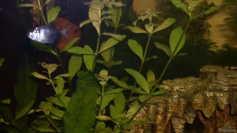 Pflanzen im Aquarium Becken 12720 von MicDunDee (7)