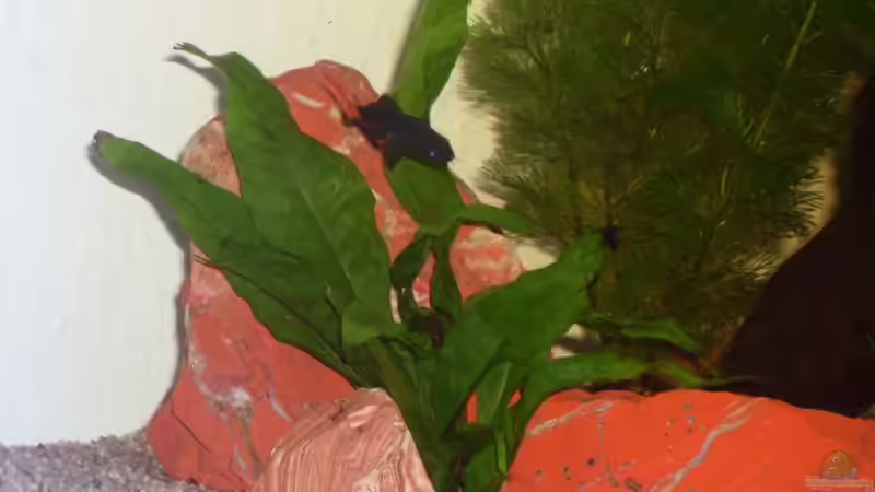 Pflanzen im Aquarium Becken 12720 von MicDunDee (8)