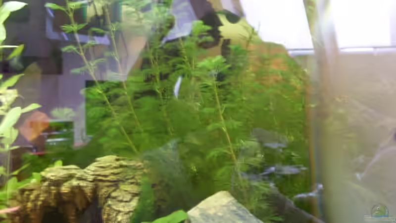 Pflanzen im Aquarium Becken 12720 von MicDunDee (9)