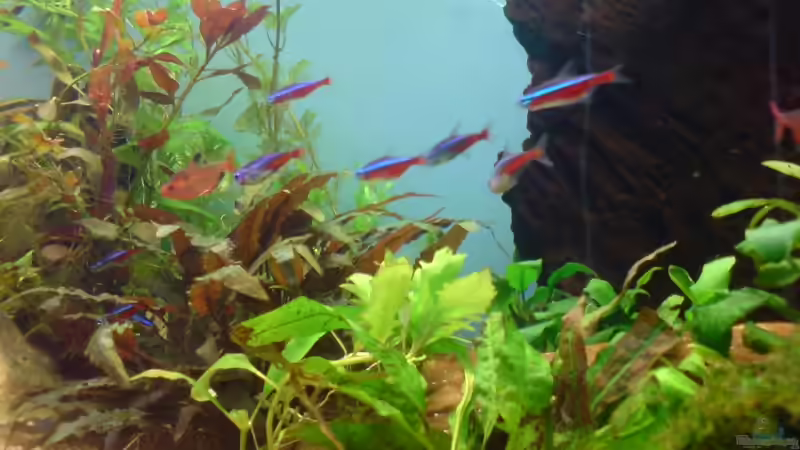 Pflanzen im Aquarium Becken 12752 von Martin Kaindl (7)